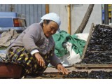 Trocknung von Miok (=Seetang) bei Pusan ( Korea 1988)